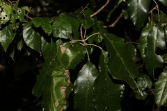 Sarcomelicope simplicifolia