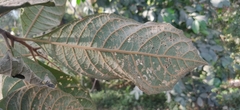 Strobocalyx arborea