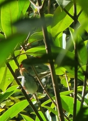 Orthotomus ruficeps