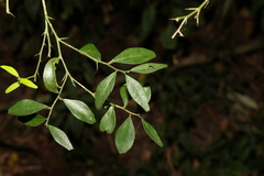 Citrus australis