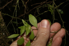 Citrus australis