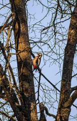 Dendrocopos major