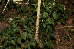 Citrus australis