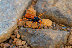 Monodontonyx parvulus