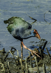 Porphyrio madagascariensis