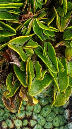 Image of Caltha novae by no rights reserved