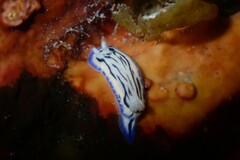 Hypselodoris maritima