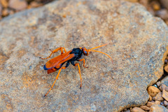 Monodontonyx parvulus