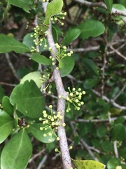 Suregada lanceolata