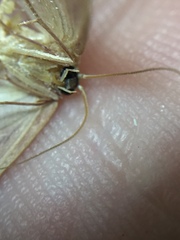Cyclophora obstataria