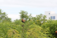 Centropus bengalensis