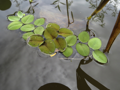 Salvinia auriculata
