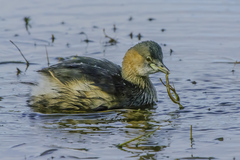 Tachybaptus ruficollis capensis