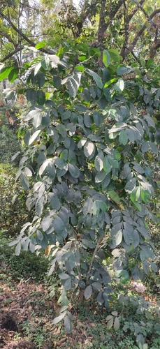Coffea canephora, photograph 1