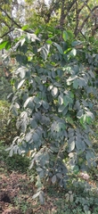 Coffea canephora