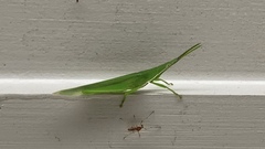 Atractomorpha similis