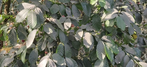 Coffea canephora, photograph 2