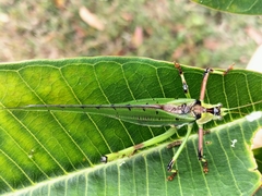 Ephippitytha trigintiduoguttata