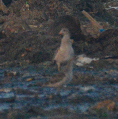 Porphyrio poliocephalus