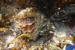 Monoplex parthenopeus