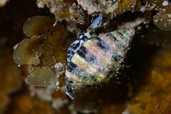 Engina zonalis