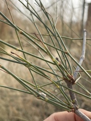 Calligonum polygonoides
