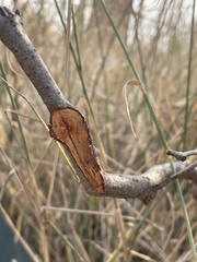 Calligonum polygonoides