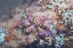 Camposcia
