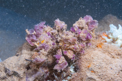 Camposcia