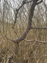 Calligonum polygonoides