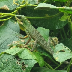 Bronchocela cristatella