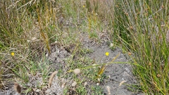Libertia peregrinans