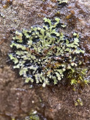 Phaeophyscia