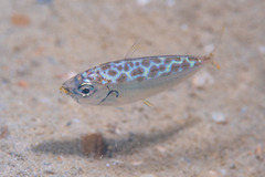 Leiognathidae