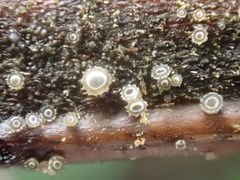 Asterocalycella mirabilis