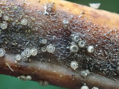 Asterocalycella mirabilis