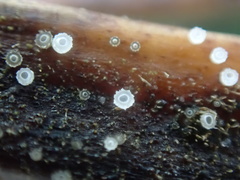 Asterocalycella mirabilis