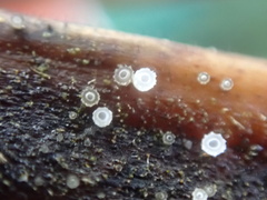 Asterocalycella mirabilis
