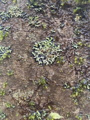 Phaeophyscia