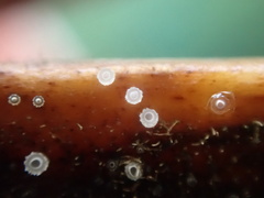 Asterocalycella mirabilis
