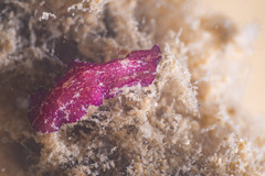Pseudoceros cruentus
