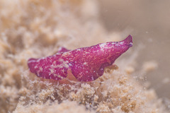 Pseudoceros cruentus