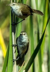 Acrocephalus gracilirostris