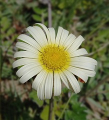 Haplocarpha lyrata