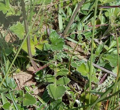 Haplocarpha lyrata