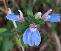 Justicia petiolaris