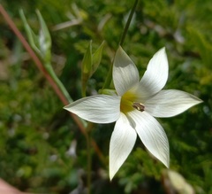 Romulea longipes