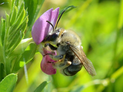 Eucera