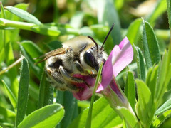 Eucera