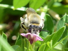 Eucera